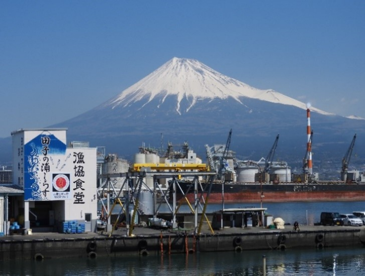 田子の浦のしらす